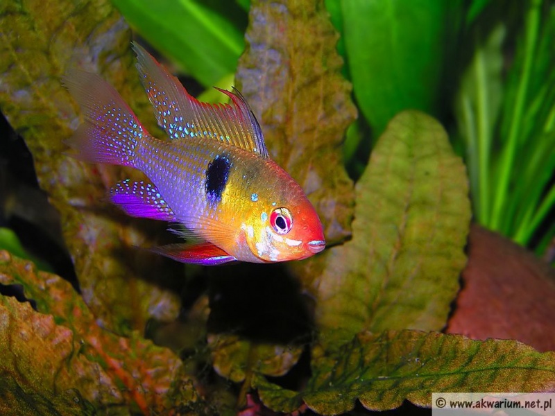 Plik:Papiliochromis ramirezi.jpg