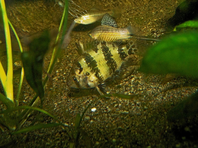 Plik:Enneacanthus chaetodon.jpg