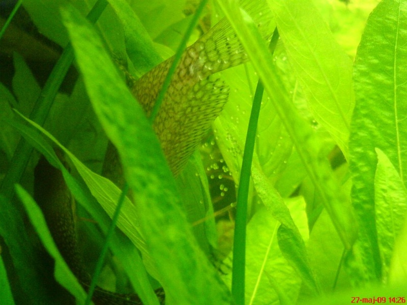 Plik:Gurami mozaikowy tarloIkra.JPG