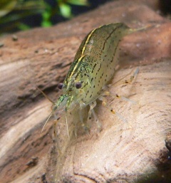 Yamatonuma-Garnele Caridina japonica 060311 6.jpg