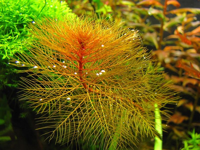 Plik:Wywlocznik rdzawy.JPG