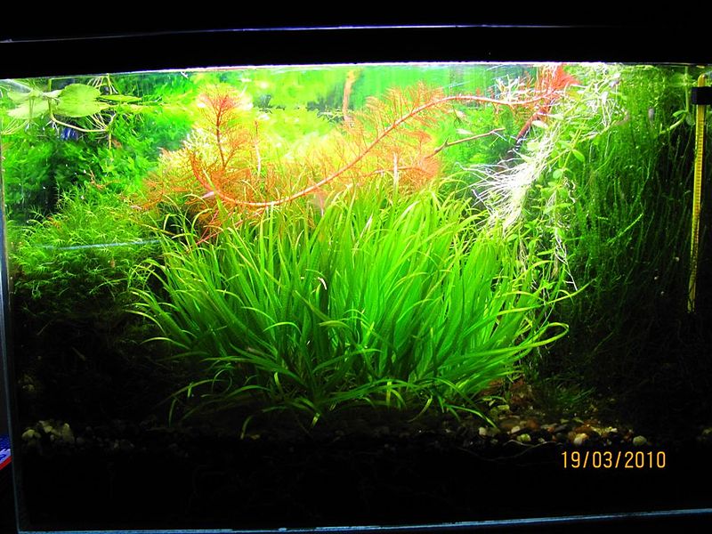 Plik:Blyxa japonica.JPG