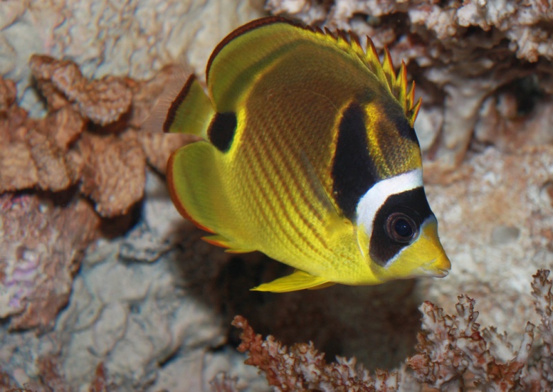 Plik:Chaetodon lunula raccoon butterflyfish.jpg