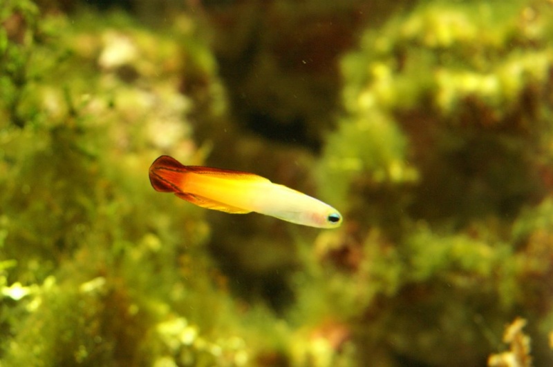 Plik:Akwarium Gdynskie 5.JPG