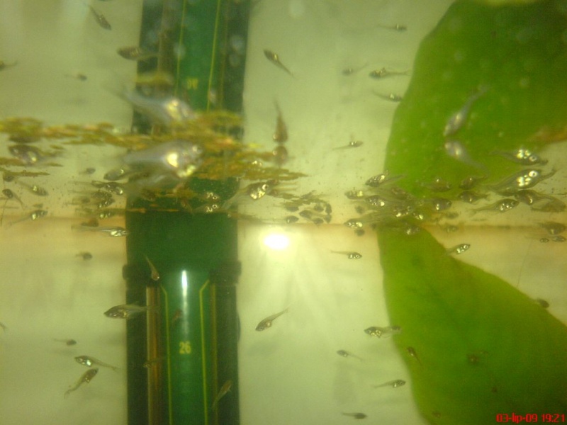 Plik:Gurami mozaikowy miesiecznyNarybek2.JPG