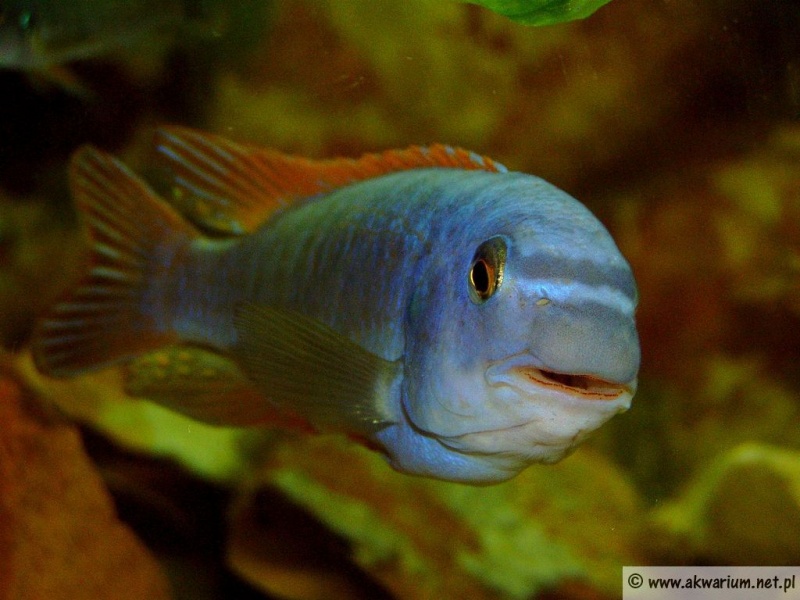 Plik:Labeotropheus trewavasae.jpg