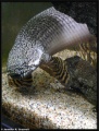 Ornate Bichir 001-2682.jpg