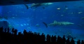 Churaumi Aquarium main tank Kuroshio Sea.jpg