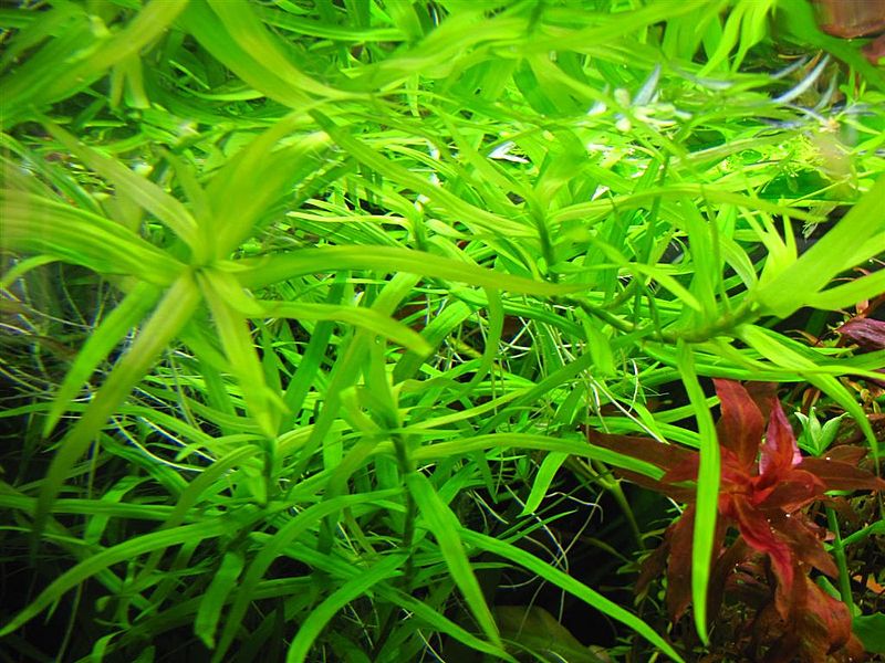 Plik:Heteranthera zosterifolia.JPG