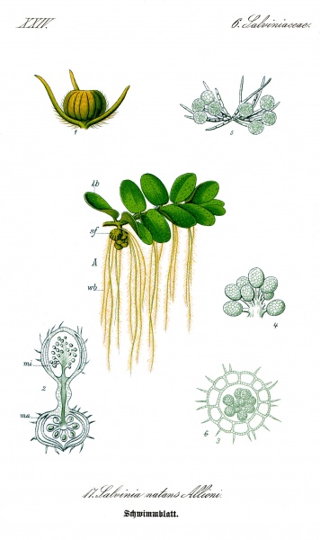 Plik:Illustration Salvinia natans0.jpg