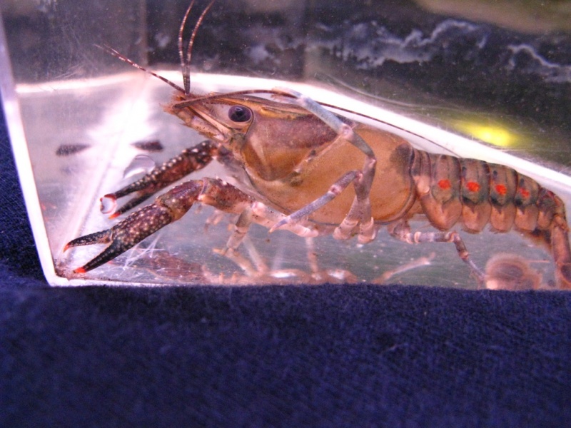 Plik:Procambarus spiculifer (female).jpg