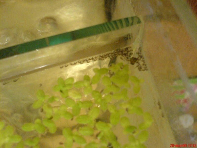 Plik:Gurami mozaikowy larwy.JPG