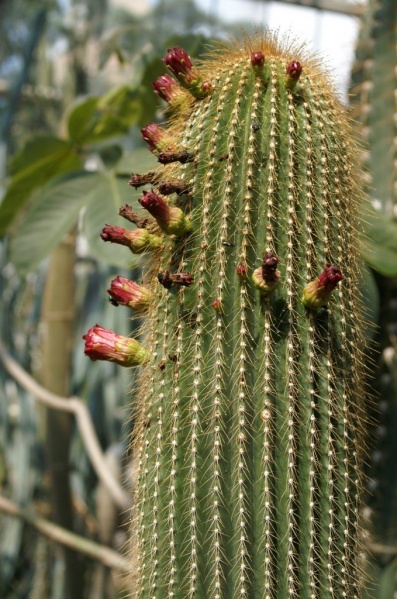 Plik:Palmiarnia 41.jpg
