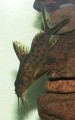 Synodontis.jpg