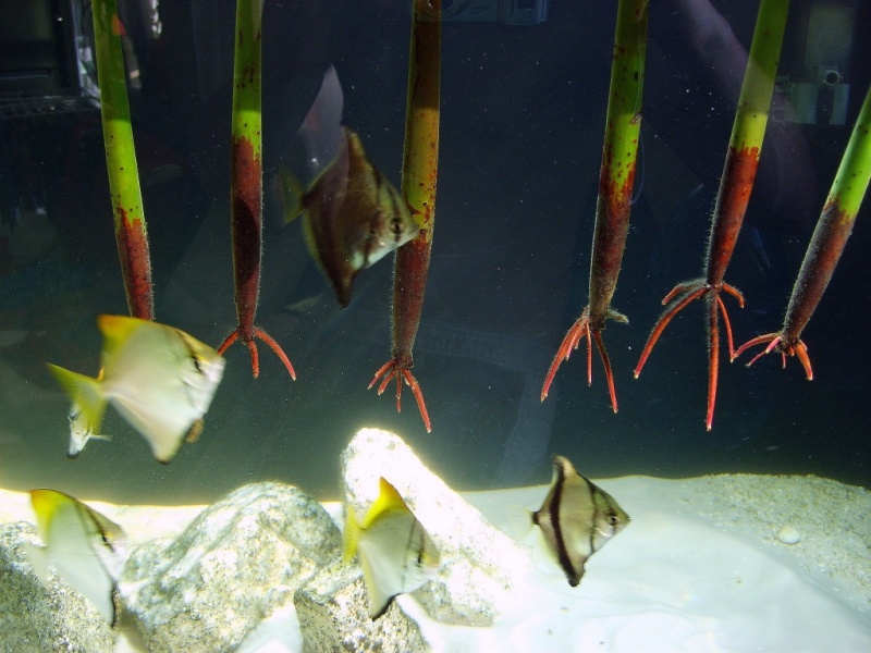 Plik:Rhizophora Mangle 2.jpg