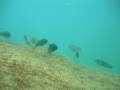 Cichlids in the wild Malawi-8315.jpg