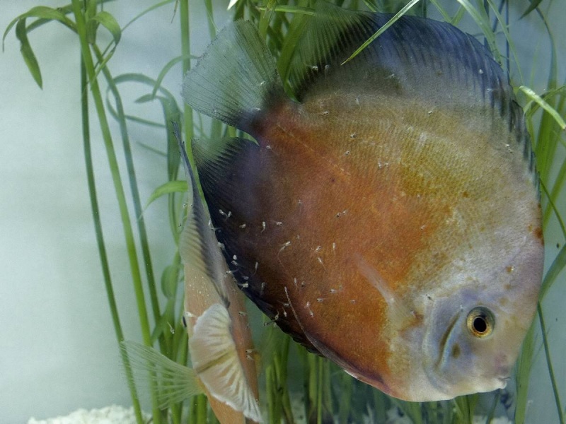 Plik:Paletki Iza1.jpg