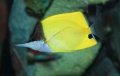 Forcipiger flavissimus Longnose Butterflyfish.jpg