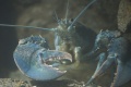 Blue lobster-5043.jpg