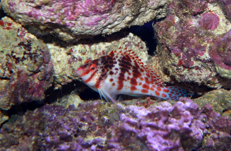 Plik:Cirrhitichthys falco Dwarf Hawkfish-717.jpg