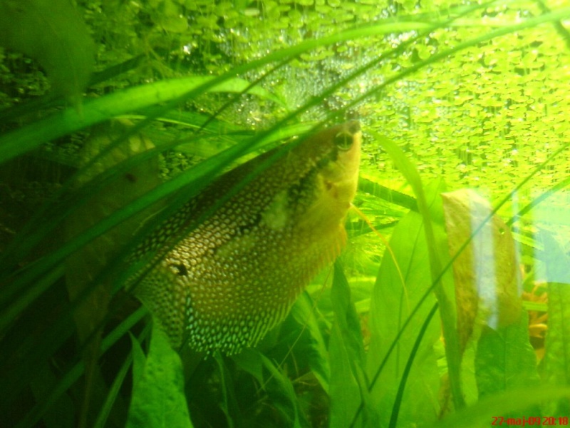 Plik:Gurami mozaikowy opieka3.JPG