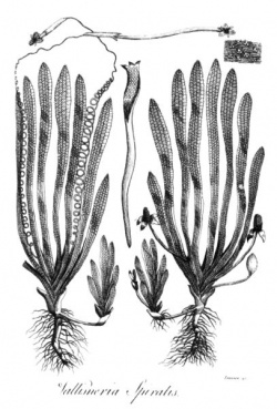 Vallisneria spiralis Erasmus Darwin 1789.jpg