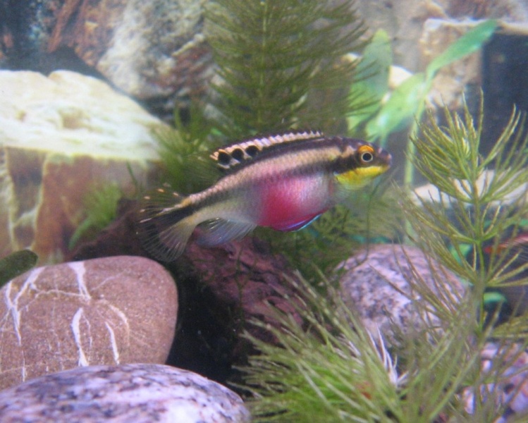 Plik:Barwniak czerwonobrzuchy 3.jpg