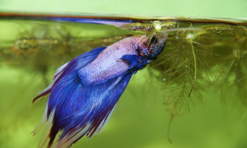 Plik:Bojownik wkladanie narybku do gniazda.jpg