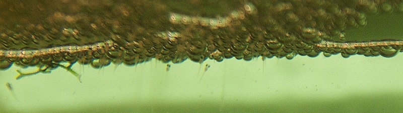 Plik:Bojownik larwy zaraz po wykluciu.jpg