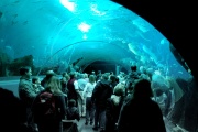 Georgia Aquarium Glass Tunnel-7582.jpg