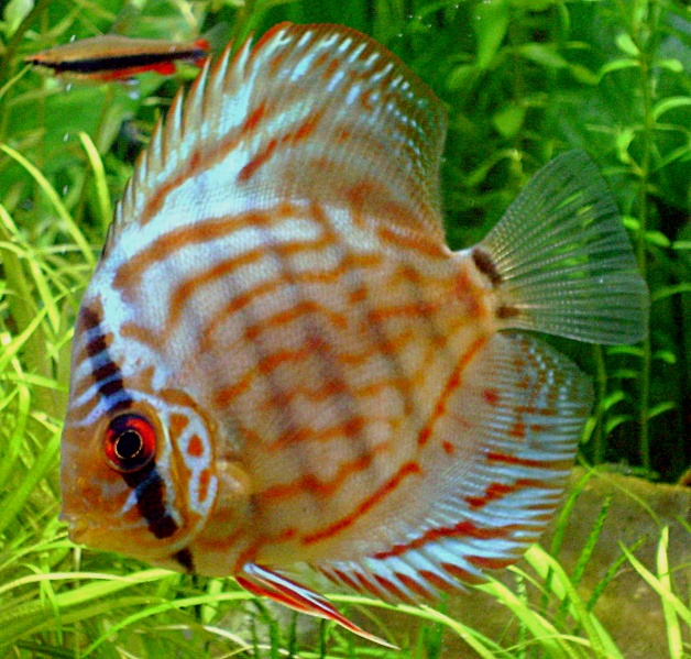 Plik:Redturcus.jpg