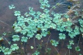 Marsilea vestita-8391.jpg