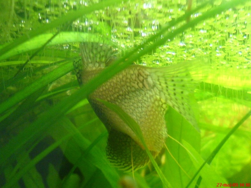 Plik:Gurami mozaikowy tarloUstawienie1.JPG
