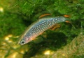 Celestial pearl danio male.jpg