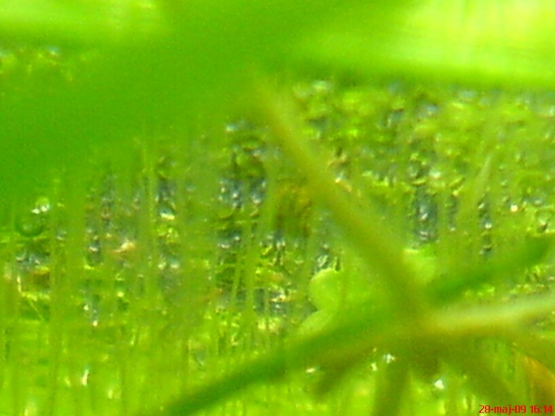 Plik:Gurami mozaikowy dojrzewanieIkry.JPG