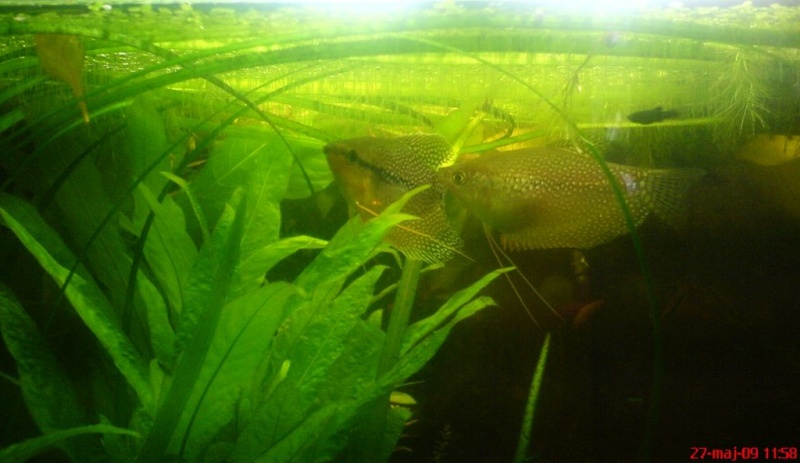 Plik:Gurami mozaikowy zaproszenie.JPG