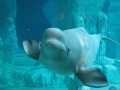 L oceanografic beluga-9343.jpg