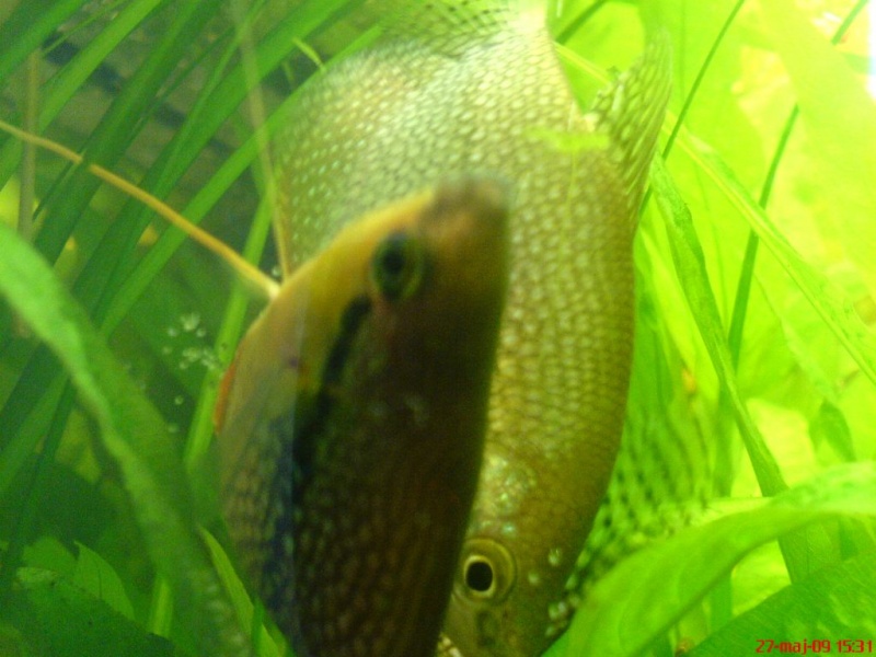 Plik:Gurami mozaikowy tarloIkra1.JPG