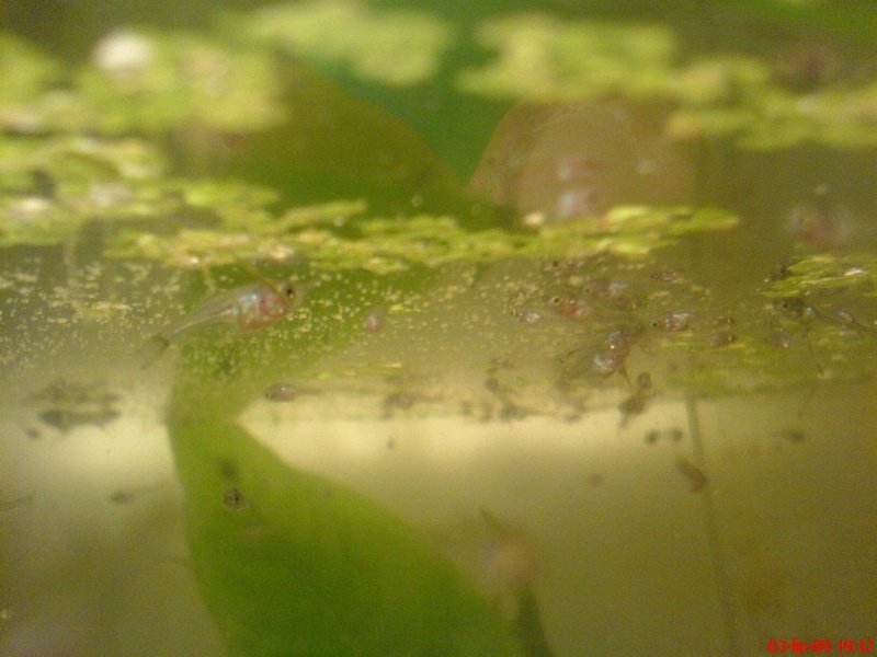 Plik:Gurami mozaikowy miesiecznyNarybek.JPG