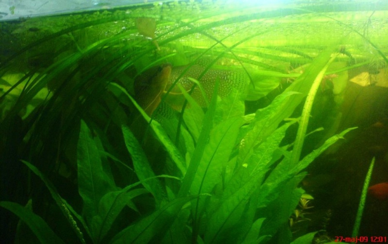 Plik:Gurami mozaikowy skubanie.JPG