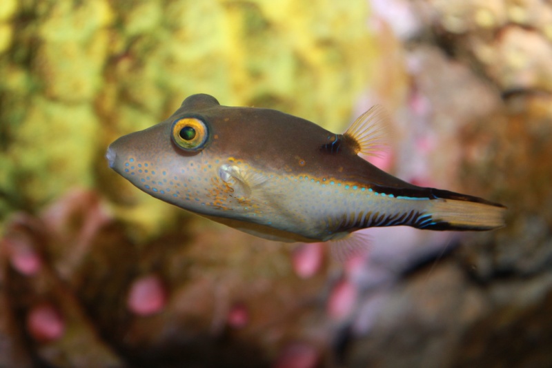 Plik:Canthigaster rostrata Sharpnose puffer.jpg