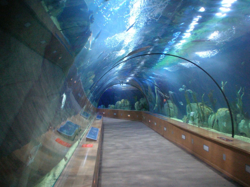 Plik:L'oceanografic tunnel valencia.jpg