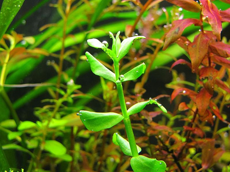 Plik:Bacopa monieri.JPG