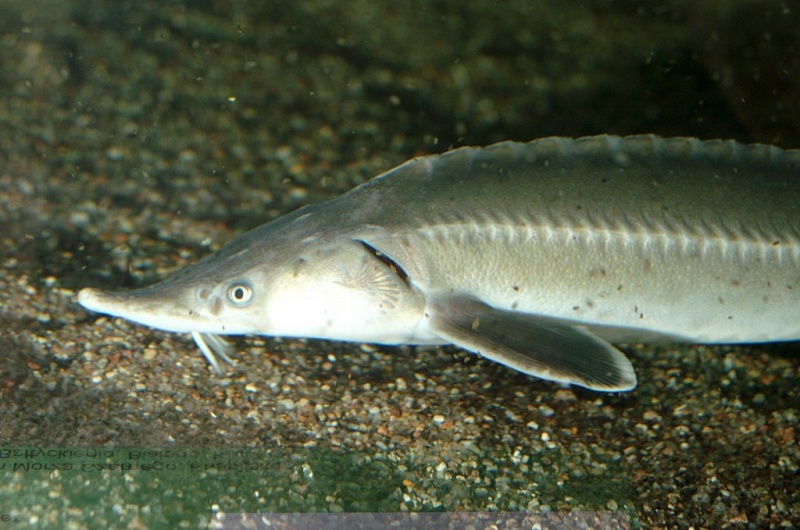Plik:Palmiarnia 27.jpg