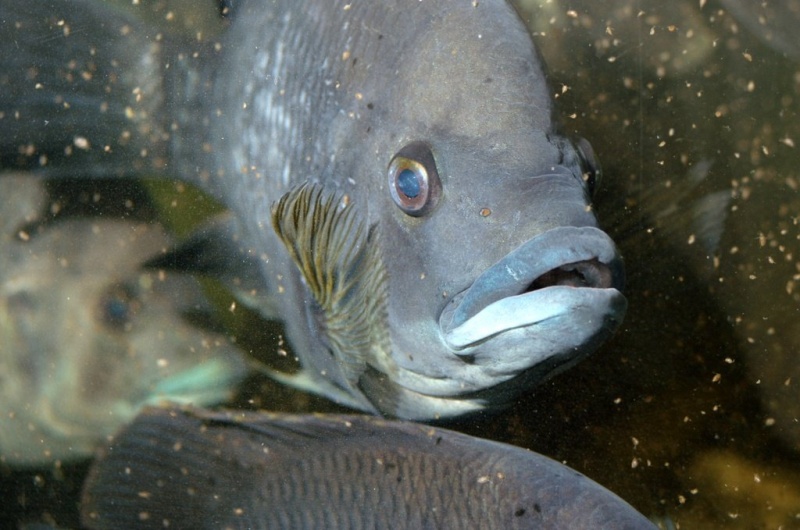 Plik:Palmiarnia 42.jpg