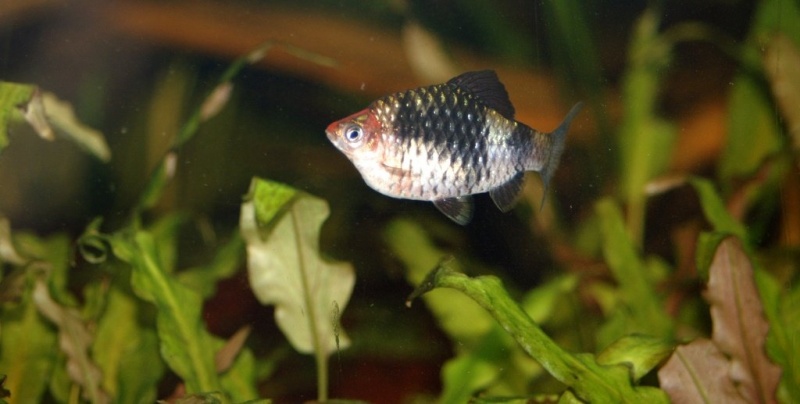 Plik:Palmiarnia 18.jpg