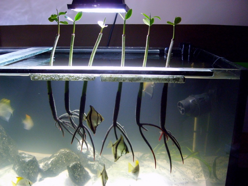 Plik:Rhizophora Mangle 1.jpg