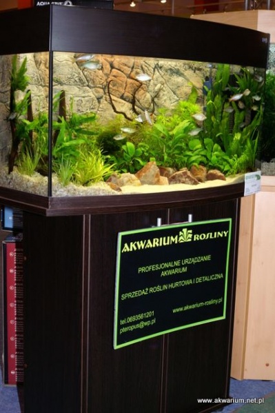 Plik:Akwarium 4 PetFair 2009.JPG