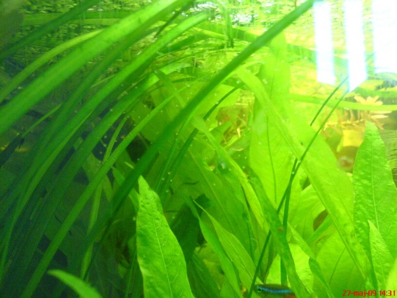 Plik:Gurami mozaikowy tarloWznoszenieSieIkry.JPG