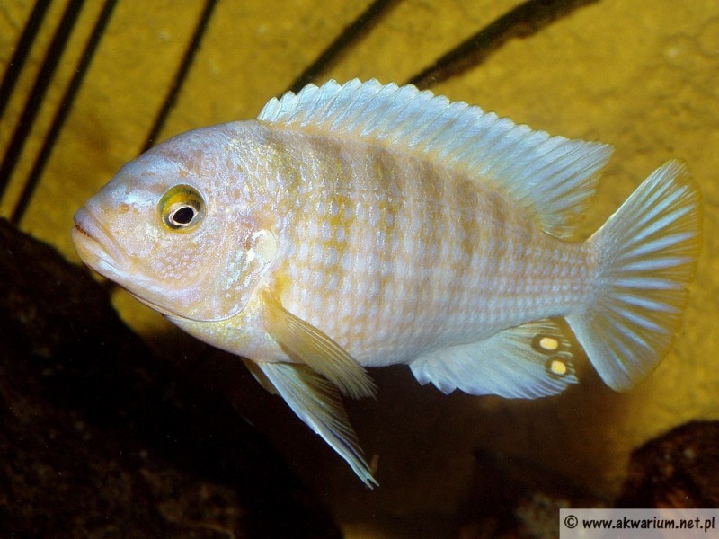 Plik:Maylandia greshakei.jpg